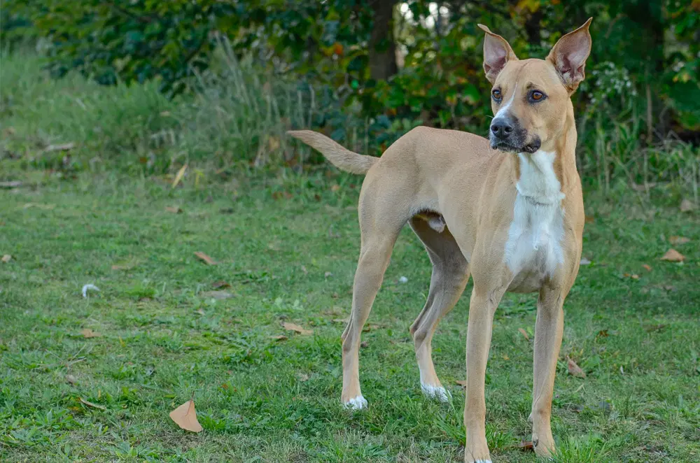 Arthur - Shepherd