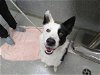 adoptable Dog in  named A0891250