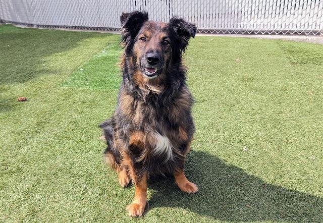 adoptable Dog in Calgary, AB named JASPER (ABS)