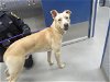 adoptable Dog in  named PATRICK (ABS)