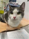 adoptable Cat in  named A0894620