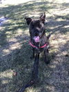 adoptable Dog in Calgary, AB named LADY (ABS)