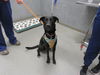 adoptable Dog in  named A0900608