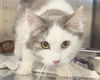 adoptable Cat in , AB named A0903585