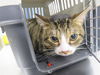 adoptable Cat in , AB named A0900584