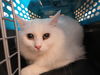 adoptable Cat in Calgary, AB named A0903714