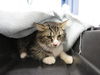 adoptable Cat in , AB named A0903997