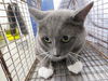 adoptable Cat in Calgary, AB named A0901972