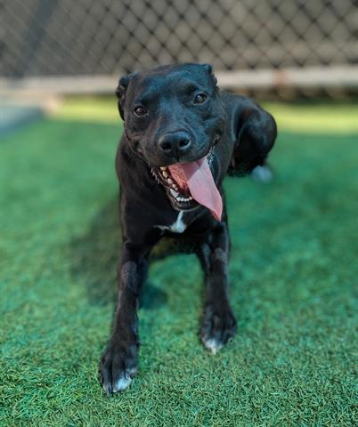 adoptable Dog in Calgary, AB named PUPTART - HIDDEN GEM (ABS)