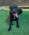 adoptable Dog in , AB named PUPTART - HIDDEN GEM (ABS)