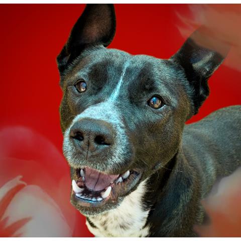 adoptable Dog in Calgary, AB named TOPAZ - HIDDEN GEM(ABS)
