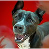 adoptable Dog in , AB named TOPAZ - HIDDEN GEM(ABS)