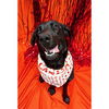 adoptable Dog in  named GINA - HIDDEN GEM (ABS)