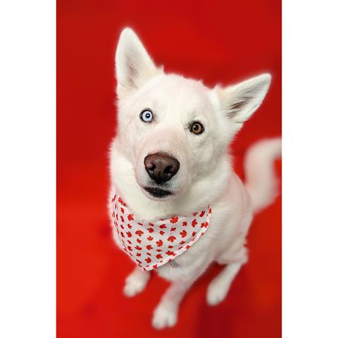adoptable Dog in Calgary, AB named CHINOOK (ABS) - HIDDEN GEM