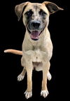 adoptable Dog in  named GENIE - HIDDEN GEM  (ABS)