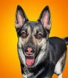 adoptable Dog in  named SARA JESS BARK - HIDDEN G (ABS