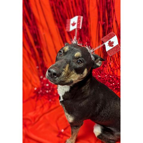 adoptable Dog in Calgary, AB named PANCAKE - HIDDEN GEM  (ABS)