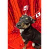 adoptable Dog in  named PANCAKE - HIDDEN GEM  (ABS)