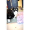 adoptable Cat in , AB named HAIRY STYLES (ABS)