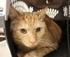 adoptable Cat in , AB named CHEWPAWCA (ABS)