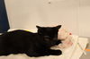 adoptable Cat in , AB named A0925736
