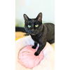 adoptable Cat in , AB named ISLA  (ABS)