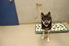 adoptable Dog in , Unknown named (HIDDEN GEM) ARF VADER