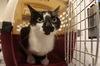adoptable Cat in , AB named SCARLETT - HIDDEN GEM (ABS)