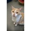 adoptable Cat in , AB named MARMALADE (ABS)