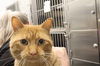 adoptable Cat in , AB named A0926885