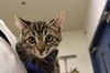 adoptable Cat in , AB named ORANGE COLLAR