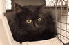 adoptable Cat in , AB named BETTY BOOP