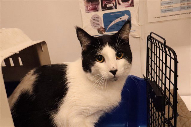adoptable Cat in Calgary, AB named A0926690