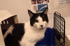 adoptable Cat in , AB named A0926690