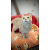 adoptable Cat in , AB named PEACHES (ABS)