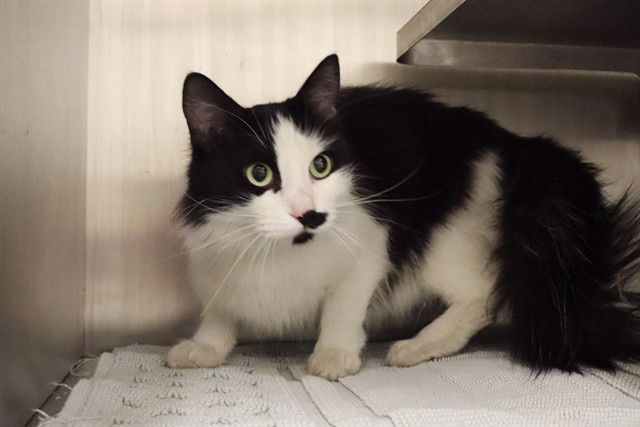adoptable Cat in Calgary, AB named A0926050