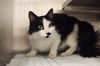 adoptable Cat in , AB named A0926050