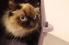 adoptable Cat in  named A0927501