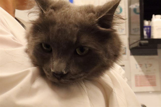 adoptable Cat in Calgary, AB named TIGER