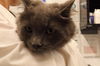 adoptable Cat in  named TIGER