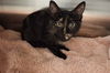adoptable Cat in  named A0926542