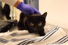 adoptable Cat in  named A0927254