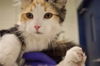 adoptable Cat in  named A0927371