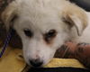 adoptable Dog in  named DUCKIE (ABS)