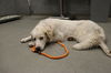 adoptable Dog in  named PEONY (ABS)