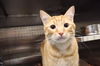 adoptable Cat in  named A0926206