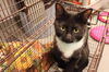 adoptable Cat in  named BOOTS