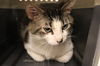 adoptable Cat in  named A0927675