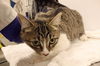 adoptable Cat in  named A0926425
