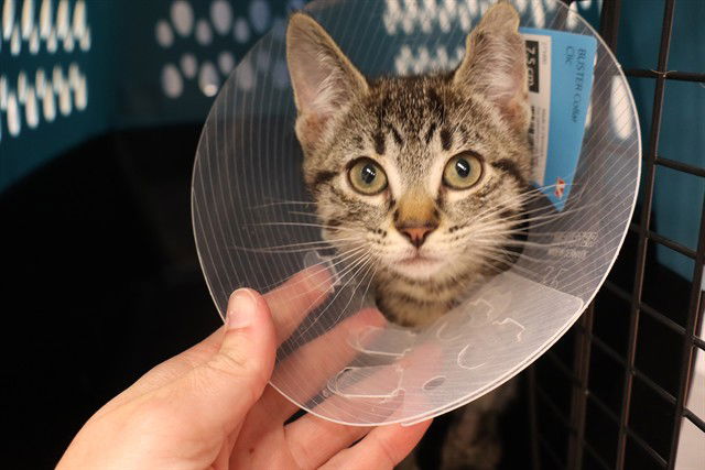 adoptable Cat in Calgary, AB named A0927905